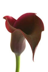 Inspired to Flower: Calla Lily